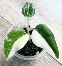 ALOCASIA MAHARANI ALBO VARIEGATED