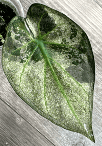 ALOCASIA REGAL SHIELD ALBO VARIEGATED