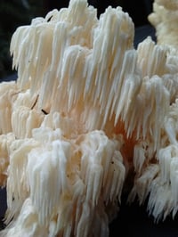 Image 3 of Plug Spawn Bag 500/1000 ct