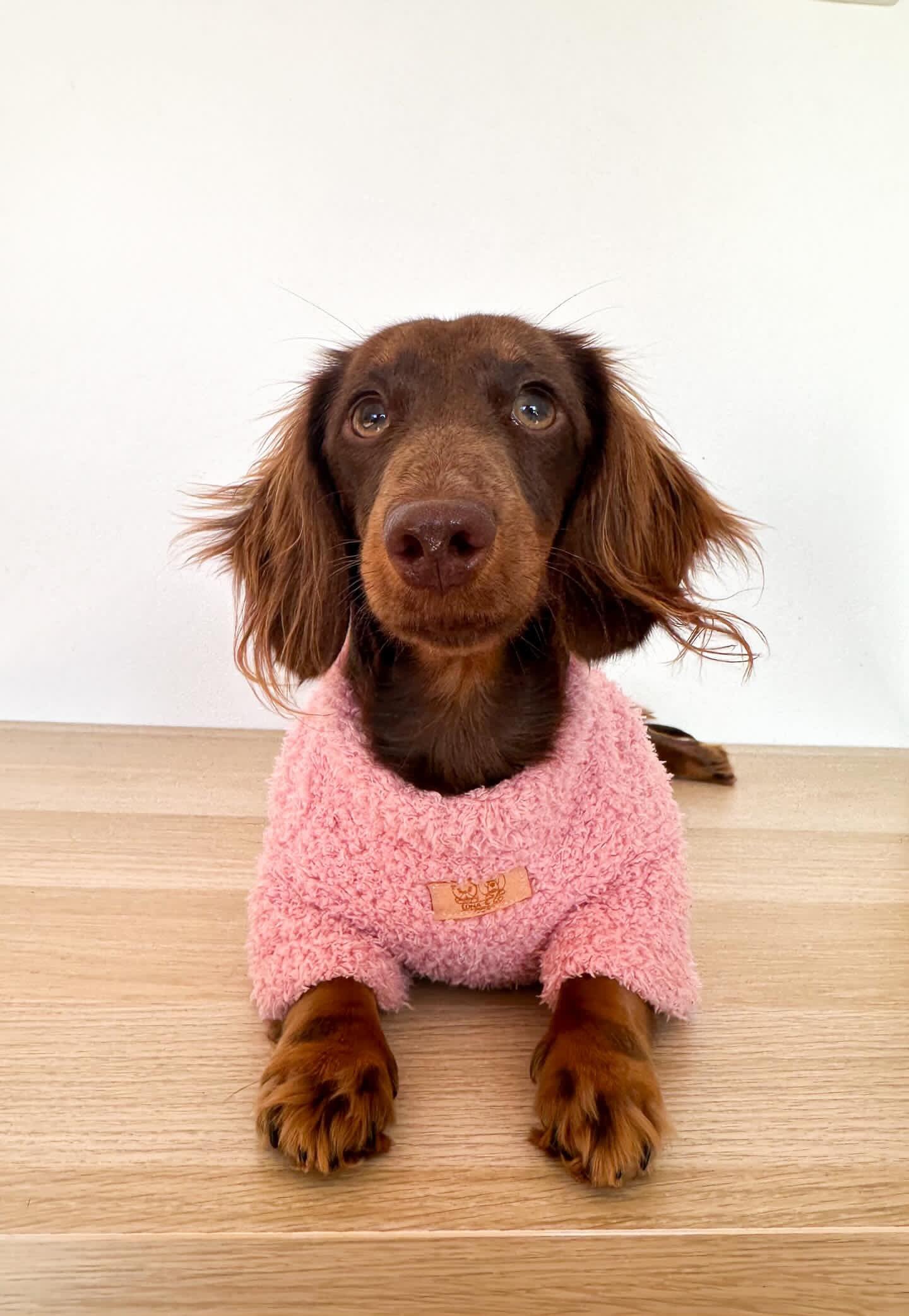 Image of Cozy Baby Pink, Baby Blue & Beige Pet Sweater