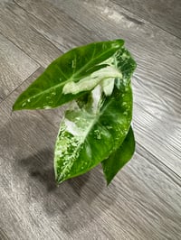 ALOCASIA PINK DRAGON ALBO VAR