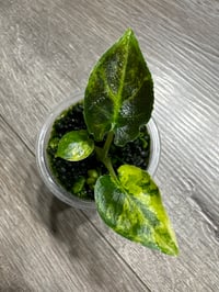 ALOCASIA ANTORO VELVET AUREA VARIEGATED