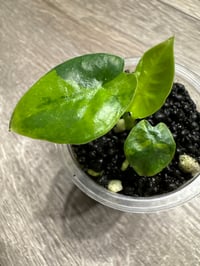 ALOCASIA REGINAE AUREA VARIEGATED