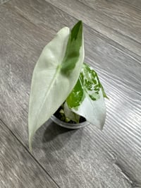 ALOCASIA PINK DRAGON ALBO