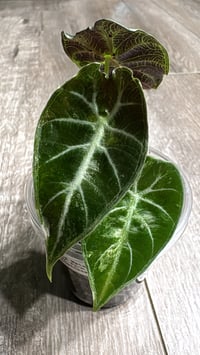 Image 1 of ALOCASIA WATSONIANA ALBO/ PINK GLOSSY