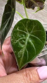 Image 2 of ALOCASIA WATSONIANA ALBO/ PINK GLOSSY