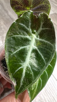 Image 3 of ALOCASIA WATSONIANA ALBO/ PINK GLOSSY