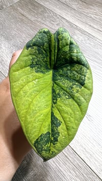 Image 2 of ALOCASIA NEBULA AUREA VARIEGATED