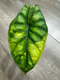 ALOCASIA DRAGON SCALE AUREA