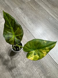 ALOCASIA REGAL SHIELDS AUREA