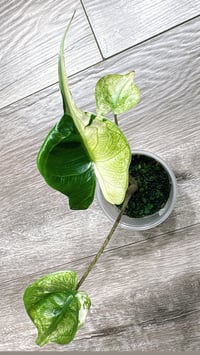 ALOCASIA STINGRAY ALBO