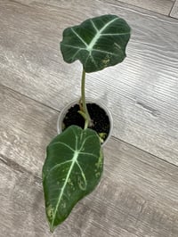 ALOCASIA BLACK VELVET AUREA LOW VAR