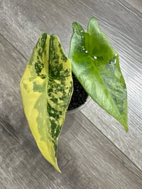 ALOCASIA SIMPO AUREA VAR