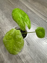 ALOCASIA LONGILOBA GALAXY