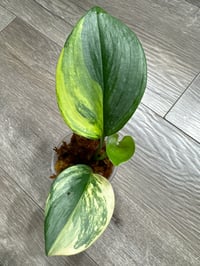 SCINDAPSUS RUBICON AUREA (RA1)