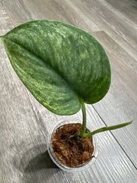 SCINDAPSUS SP HOLOGRAM