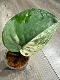 SCINDAPSUS SP HALIMOON (H1)