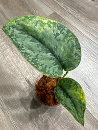 Image 1 of SCINDAPSUS SP EXOTICA AUREA (EA1)