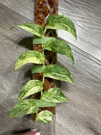 RHAPIDOPHORA KORTALSII (RK2)