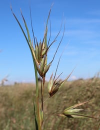 Image 1 of Themeda triandra - Kangaroo grass 