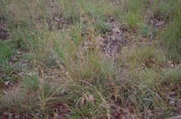 Image 4 of Themeda triandra - Kangaroo grass 