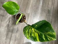 Image 4 of MONSTERA BORSIGIANA AUREA