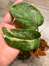 SCINDAPSUS NOID BASIC EXOTICA (N1)