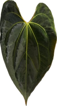 Image 3 of ANTHURIUM (BESSEAE AFF x FORGETII) X (BESSEAE AFF x PAPILLILAMINUM A+)