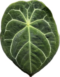 Image 2 of ANTHURIUM (BESSEAE AFF x FORGETII) X (BESSEAE AFF x PAPILLILAMINUM A+)