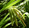 Carex fascicularis - Tassel Sedge