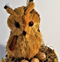 Image 5 of Owl in a Nest