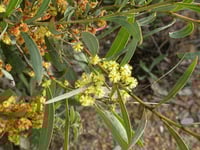 Image 2 of Acacia rubida - Red-stemmed Wattle