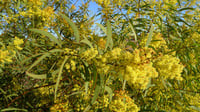 Image 4 of Acacia rubida - Red-stemmed Wattle