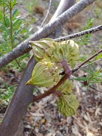Image 2 of Eucalyptus youngiana - Large-fruited Mallee