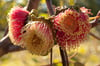 Eucalyptus youngiana - Large-fruited Mallee