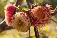 Image 1 of Eucalyptus youngiana - Large-fruited Mallee