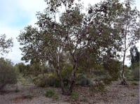 Image 5 of Eucalyptus youngiana - Large-fruited Mallee