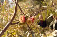 Image 4 of Eucalyptus youngiana - Large-fruited Mallee