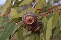 Image 3 of Eucalyptus youngiana - Large-fruited Mallee