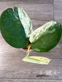 SCINDAPSUS SP HALIMOON (H2)