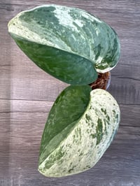 SCINDAPSUS SP HALIMOON (H3)