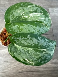 SCINDAPSUS SP NOID BASIC EXOTICA (N2)