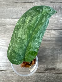 SCINDAPSUS SP SILIWANGI (S2)