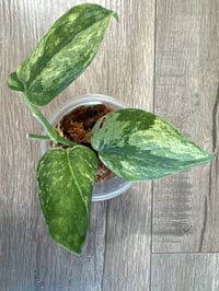 SCINDAPSUS SP SILIWANGI (S3)
