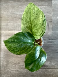 SCINDAPSUS SP TREUBII MARBLE (T1)