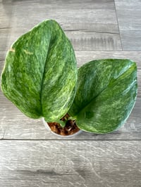 SCINDAPSUS SP TREUBII MARBLE (T2)
