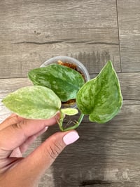 SCINDAPSUS SP EXOTICA BLUE SKY (EB1)
