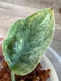 SCINDAPSUS SP NEBULA AUREA