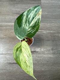 SCINDAPSUS SP BLUE ALBO SALAK (BAS1)