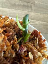 SCINDAPSUS SP BLUE ALBO SALAK (BAS4)